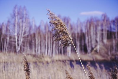 Close-up of frozen plant on field against sky