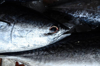 Close-up of fish in water