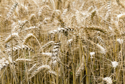 Close-up of wheat field