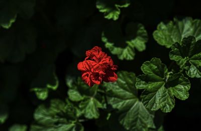 Close-up of red flowering plant