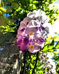 Close-up of pink flowers growing on plant