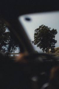 Tree seen through car windshield