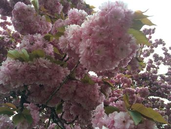 Close-up of pink flowers