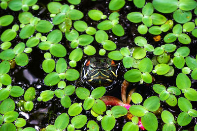 High angle view of plants in lake