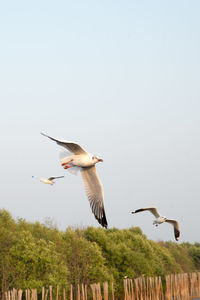 Low angle view of seagulls flying