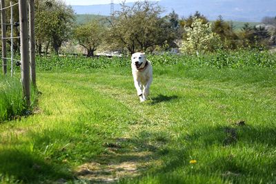 Portrait of dog on field