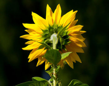 Close-up of yellow flowering plant