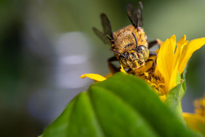 Close-up of insect on flower