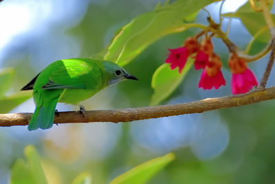 Close-up of bird perching on branch