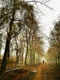 Bare trees in park