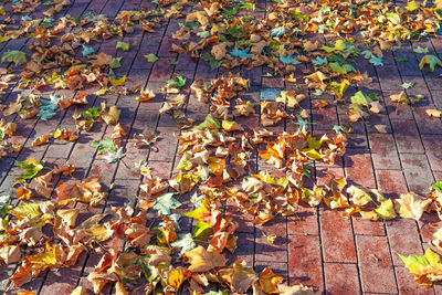 High angle view of maple leaves falling on footpath