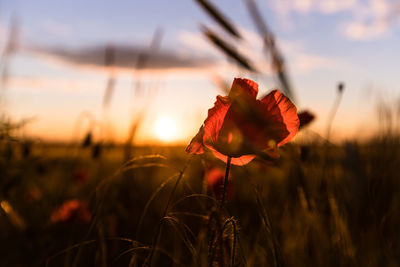 Close-up of red flower on field during sunset