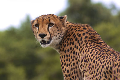 Close-up of cheetah