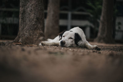 Close-up of a dog resting