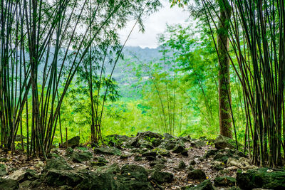 Trees in forest against sky