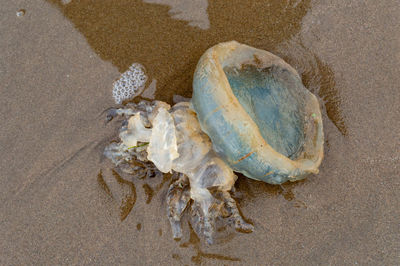 Washed up jellyfish