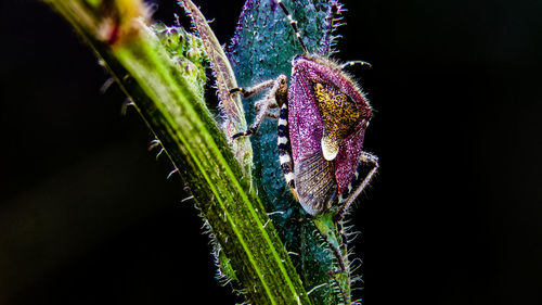 Close-up of insect on purple flower