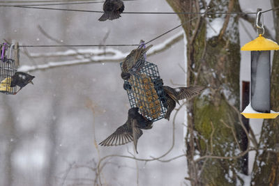 Starlings flying over a bird feeder