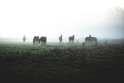 Horses grazing on field against sky