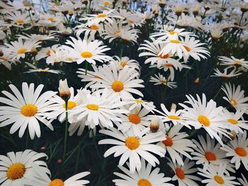 Close-up of white daisy flowers