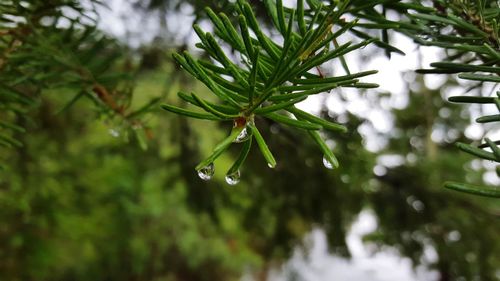 Close-up of raindrops on pine tree