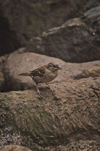 Close-up of bird perching on rock