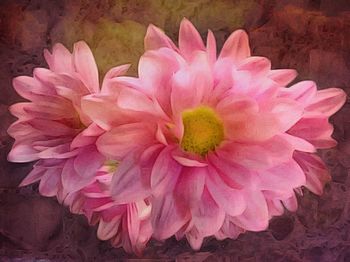 Close-up of pink flowers