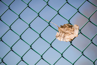 Dried leaf on chainlink fence against sky