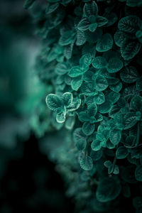 Close-up of water drops on plant leaves