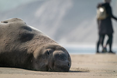 Elephant seal lying on beach in northern california along the pacific while people walk on the sand.