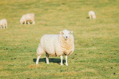 Portrait of sheep grazing on field