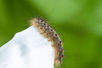 Close-up of insect on flower