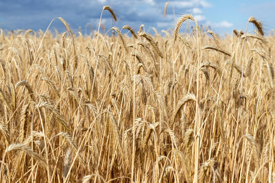 Close-up of wheat growing on field against sky