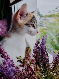 Close-up of a cat looking away