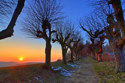 Bare trees on field against sky during sunset