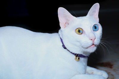 Khao manee siamese cats is sitting on the floor