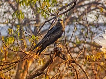 Close-up of a bird in the forest