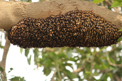 Close-up of bees