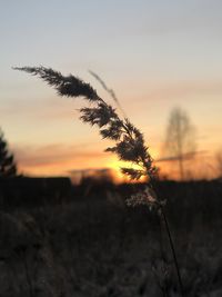 Close-up of silhouette plant on field against sky during sunset