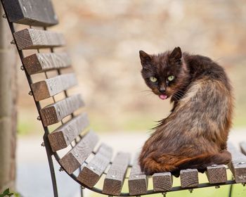 Close-up of a cat