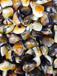 Full frame shot of food