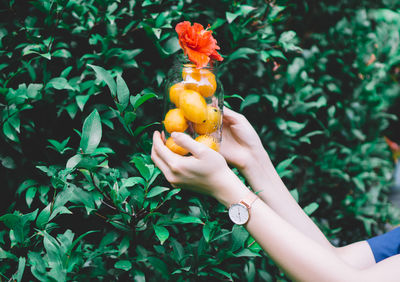 Close-up of hand holding jar with mango and flower