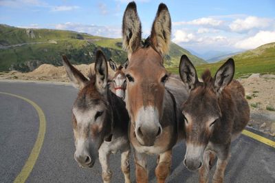 Donkeys standing on mountain against sky