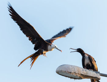 Low angle view of frigate birds against clear sky