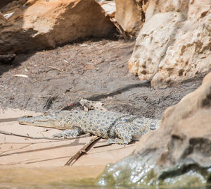 View of a lizard on rock