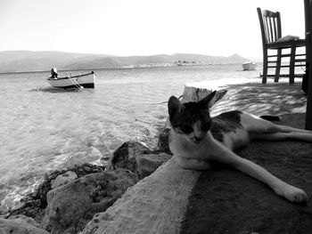 Portrait of cat sitting on beach against sky