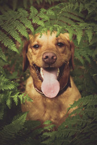 A portrait of a labrador retriever dog on a woodland nature walk surrounded by green fern fronds 