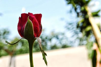 Close-up of red rose against blurred background