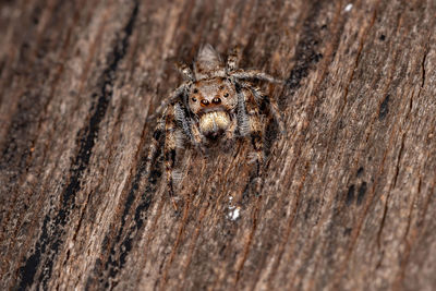 Close-up of spider on wood