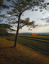 Tree on field against sky